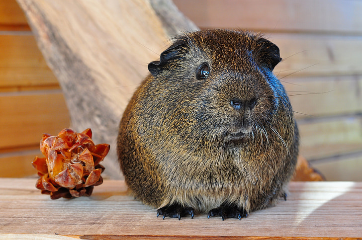 guinea pig, gray agouti, pet, rodent, animal, smooth hair