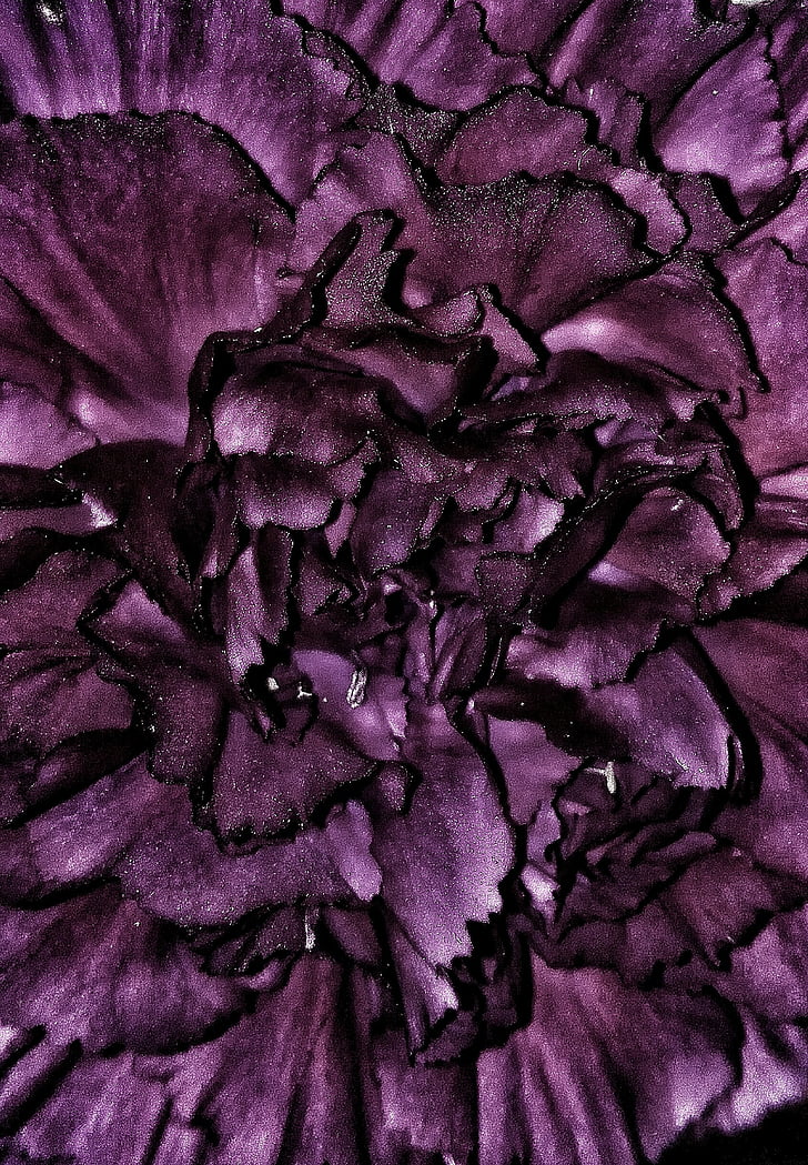 Hoa, Hoa cẩm chướng, màu tím, kết cấu, Sân vườn, vườn rau, cánh hoa