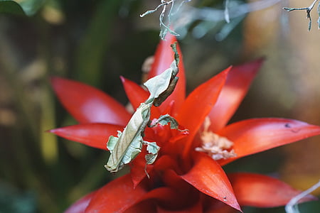 fishing locust, animal, insect, art, flowers, dry leaves, red flower