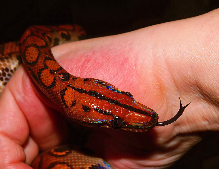 snake, rainbow boa, reptile, scale, red brazilian rainbow boa, close, constrictor