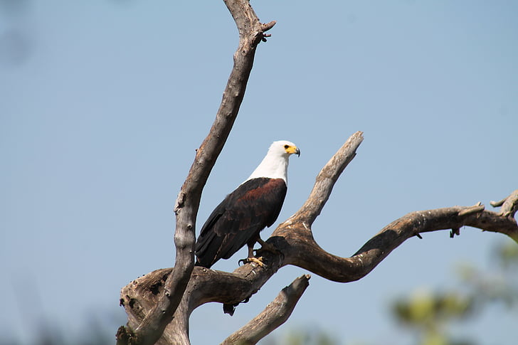 Eagle, pescador de bishangari, Lago, Etiópia, jardim zoológico, show de pássaro, pássaro