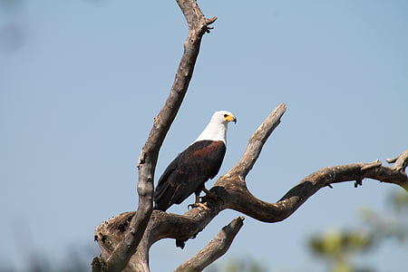 Eagle, bishangari fiskare, sjön, Etiopien, Zoo, Bird show, fågel