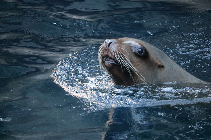 sea lion, aquarium, water, animal