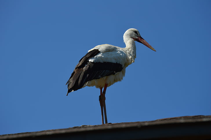 stork, bird, plumage, fly