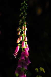 Foxglove, floare, verde, negru, violet