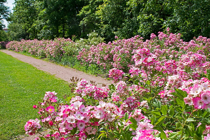 růže výška, Darmstadt, Hesse, Německo, růže, růžová zahrada, parku