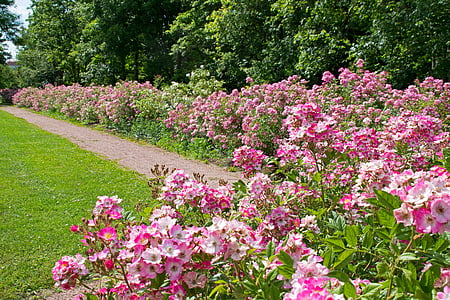 růže výška, Darmstadt, Hesse, Německo, růže, růžová zahrada, parku