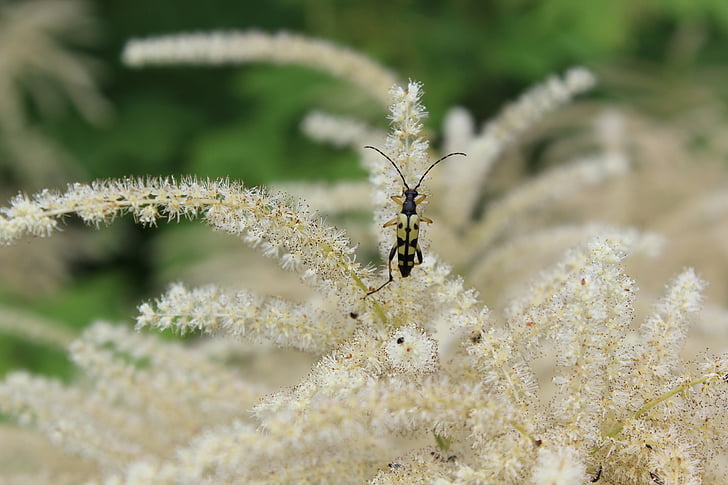 vabole, Longhorn beetle, kukainis, muša, daba, zonde, dzīvnieku