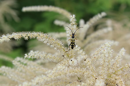 hrošč, Longhorn beetle, insektov, letenje, narave, sonda, živali