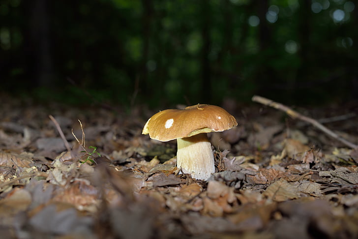 mushrooms, mushroom, forest mushrooms, forest, autumn, nature