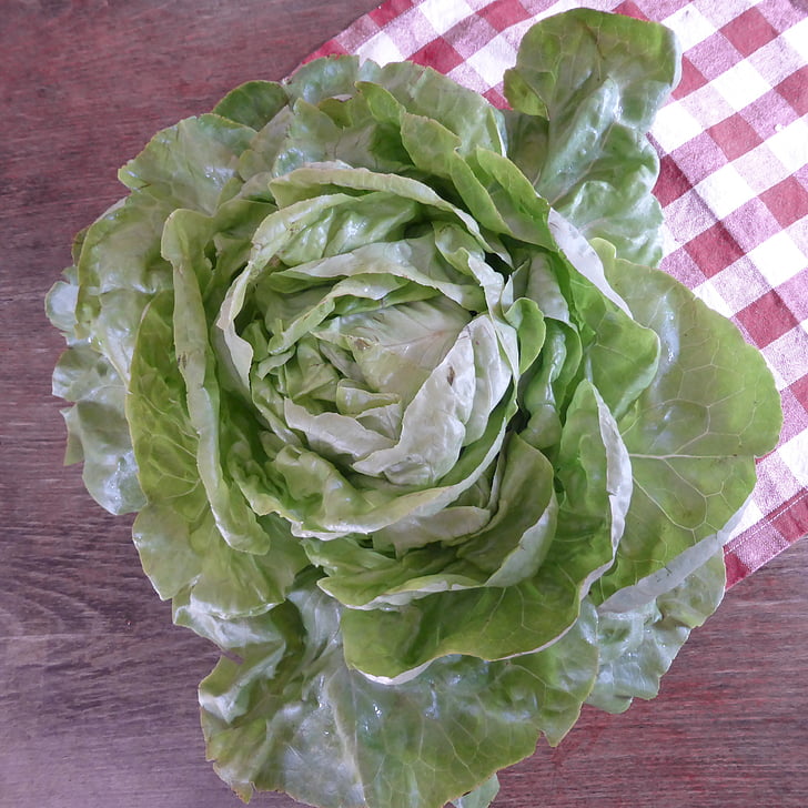 salotų lapai, žalia, Bio, salotos, Lapinės salotos, šalti patiekalai, starteris