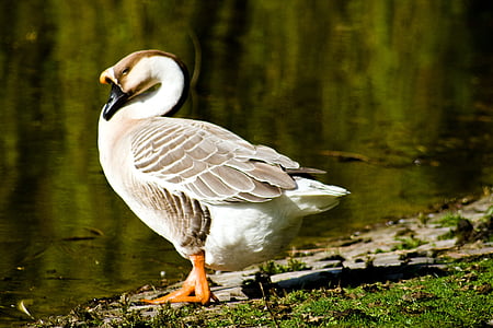 goose, lake, bank, nature, bird, pond