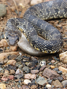kígyó, fenyegetés, Legua bifida, Culebra de herradura, csavart, hemorrhois hippocrepis, hüllő