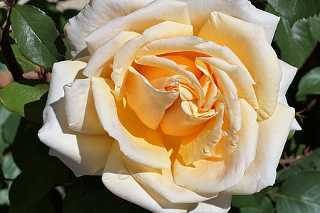 τριαντάφυλλο, Κίτρινο, Αγάπη, σύμβολο, λουλούδι, άνθος, άνθιση