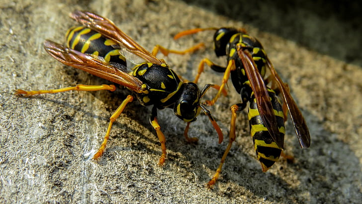 wasp, macro, nature, insects, insect, french wasps, animal themes