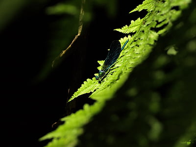 black, insect, top, green, leaf, plant, dragonfly