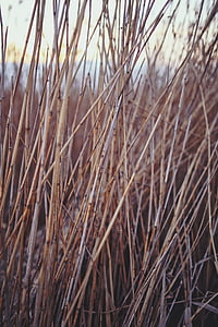 Trzcina pospolita, Reed, Natura, naturalne, Jezioro, roślina