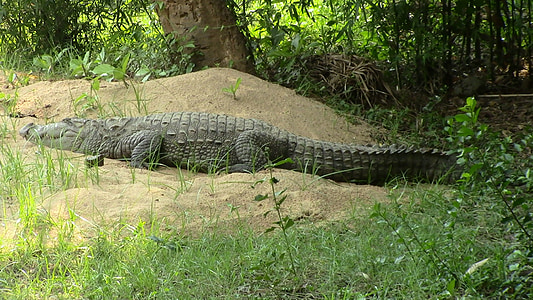 cocodrilo, reptil, Crocodylus, peligrosos, Parque zoológico