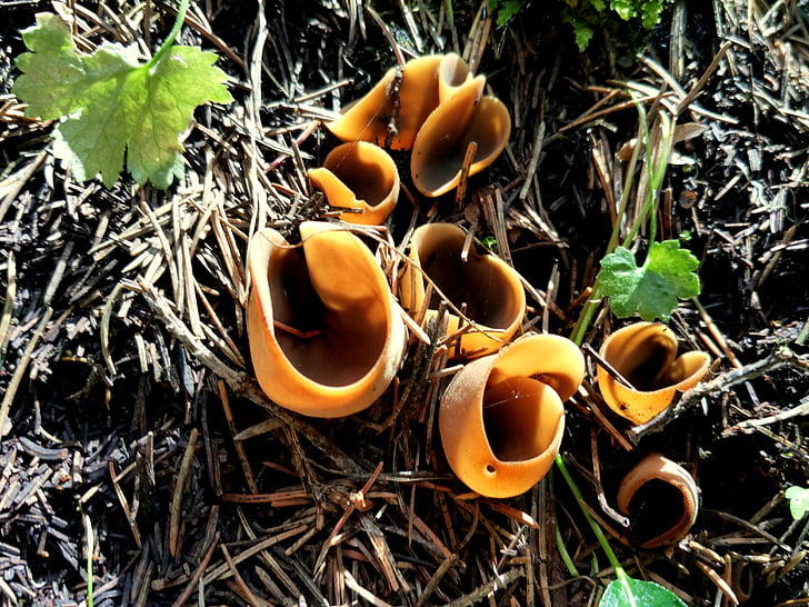 champignons sauvages, pluie, flanc de coteau, Forest, Prairie