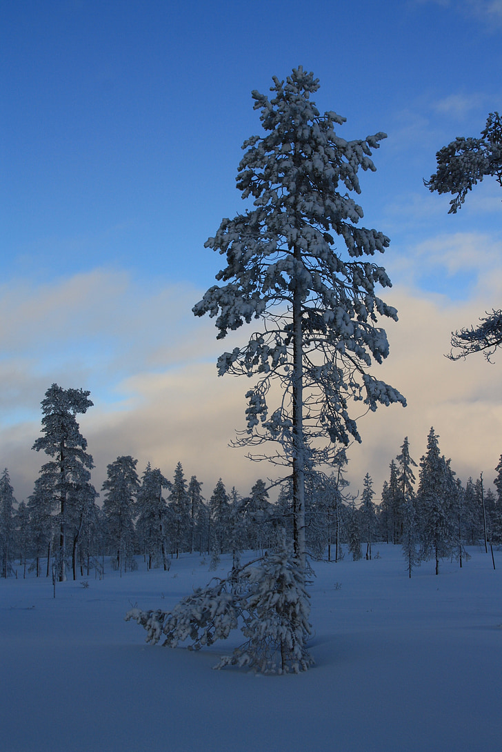 สน, ป่า, ฤดูหนาว, หิมะ, ตอนเย็น, สวีเดน