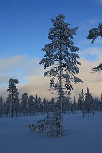 sosna, lasu, zimowe, śnieg, Wieczorem, Szwecja