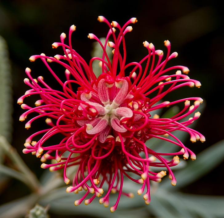 Grevillea, fiore, australiano, nativo, rosa, rosso, bianco