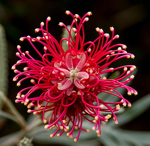 Grevillea, flor, australiano, nativo, -de-rosa, vermelho, Branco