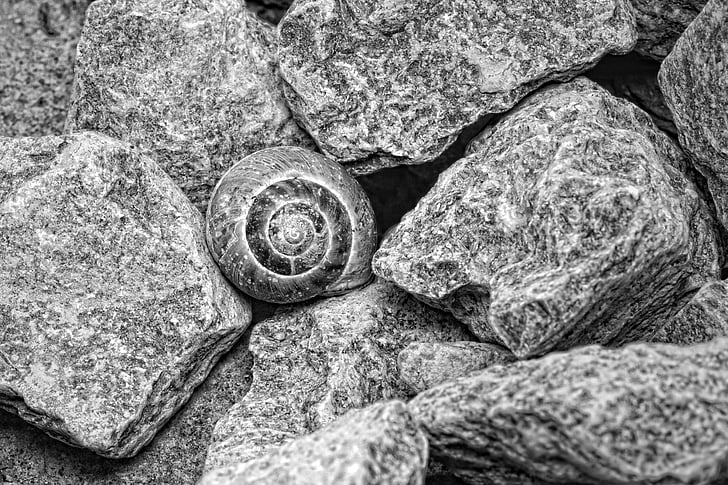 shell, stenen, zwart-wit, natuur, Rock - object, Close-up, steen - object