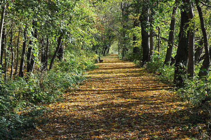 autunno, colorato, distanza, foglie, Colore, backlit, alberi