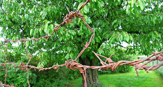 带刺的铁丝网, 不锈钢, 风险, 防御, 花园, 樱桃, 树木