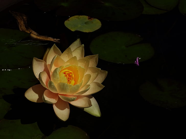 näckrosor, Lotus, Kite, vatten, blommor, sjön, floden