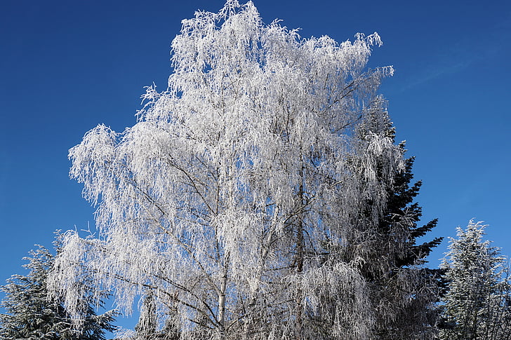 vinter, träd, Björk, Ice, naturen, vintrig, snö