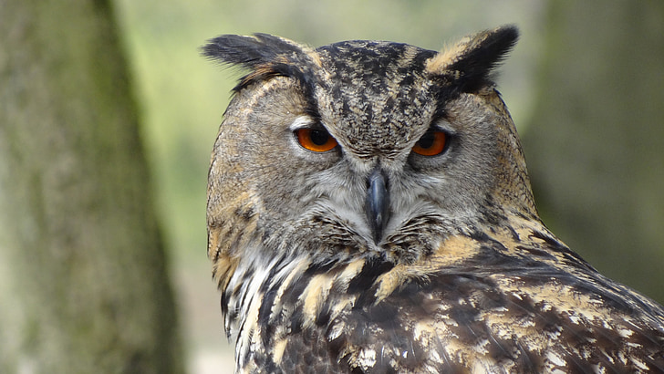 owl, eagle owl, forest, night, bird, forests, feather