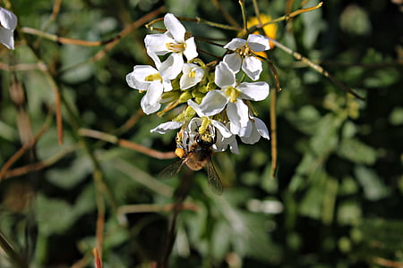Bee, nektar, blomst, pollen, makro, pollinering, blomstrende