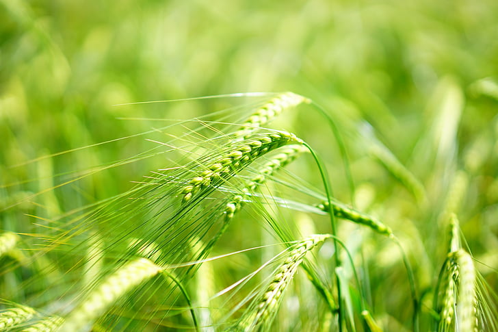 barley, young crop, green, barley field, cereals, grain, cereal