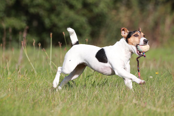 Terrier, anjing, hewan peliharaan, anjing kecil