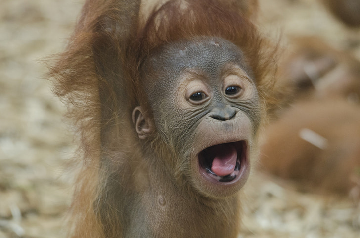 baby orangutan, ape, primate, wildlife, orangutang, nature, portrait