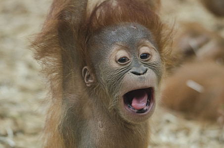 Baby orangutana, opica, primatov, prosto živeče živali, orangutang, narave, portret
