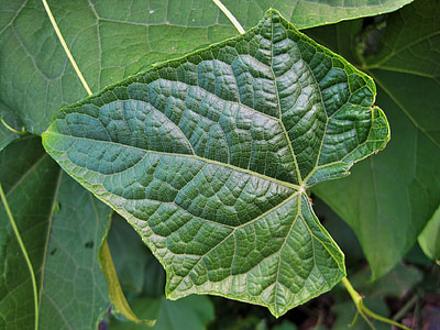 Leaf, Zelená, žily, Vzorované, jemné, detail, Príroda