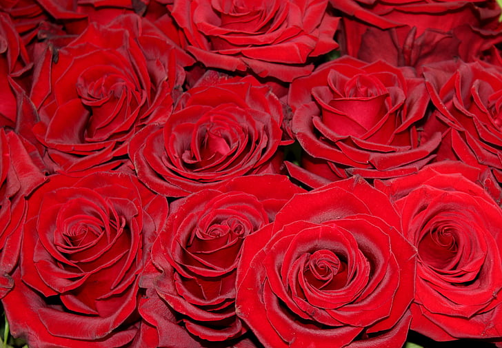 rode rozen, rozen, rood, Shooting club, markt, roos - bloem, liefde