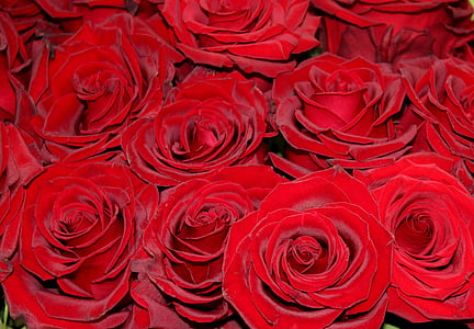 sarkanas rozes, rozes, sarkana, šaušanas klubs, tirgus, pieauga - ziedu, mīlu