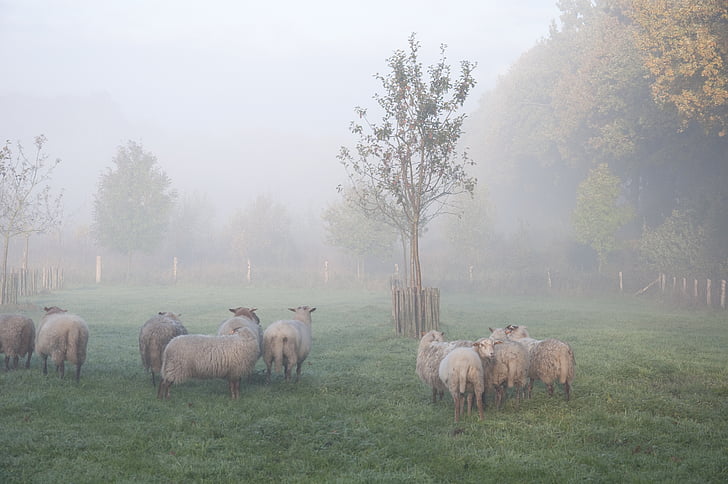 sheep, fog, animal, autumn