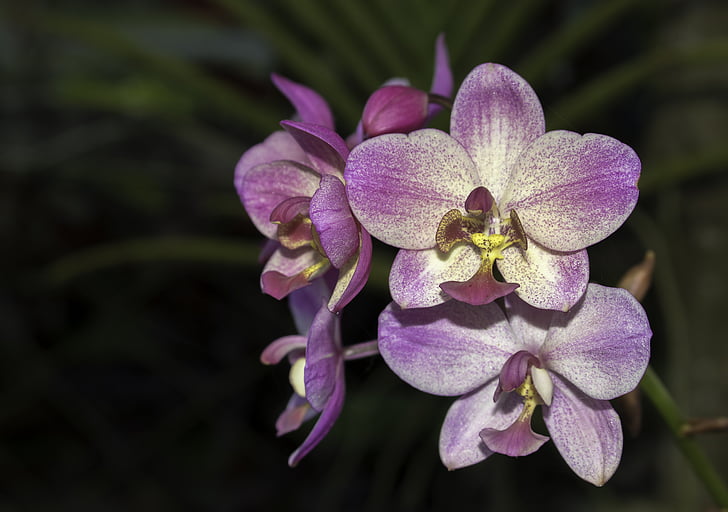kvet, orchidey, Violet, prírodné, Petal, Príroda, Kvetinová