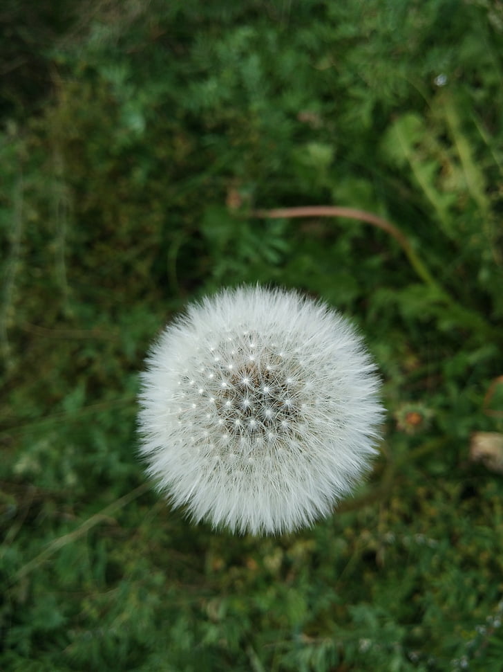 dandelion, white, grassland