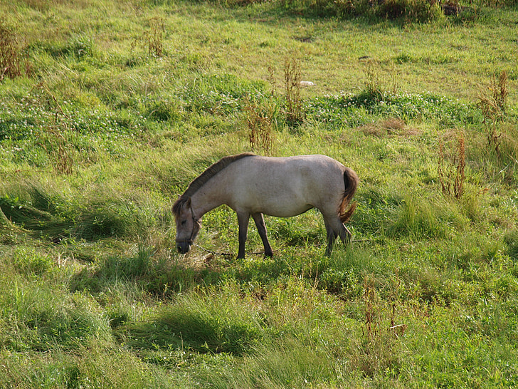 illa de Jeju, cavall, granja