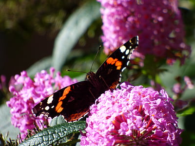 kupu-kupu, Blossom, mekar, kupu-kupu bunga, alam, serangga, edelfalter