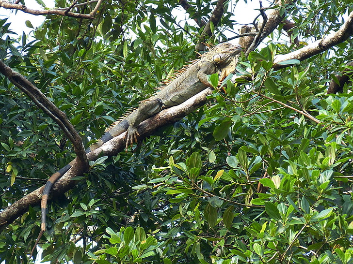 iguana, cu gheare, Dragon, reptilă, verde, soparla, kaltblut