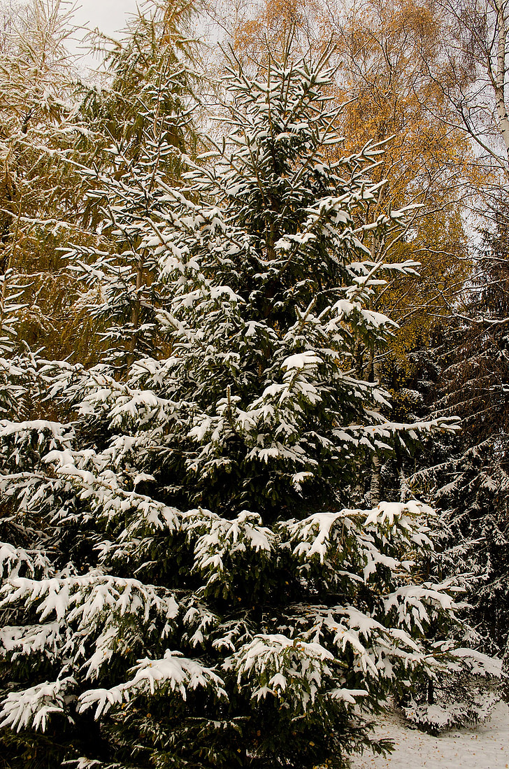 hó, fa, Karácsony, ágak, fióktelep, szezon, hideg