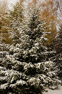 sneg, drevo, božič, veje, podružnica, sezona, hladno