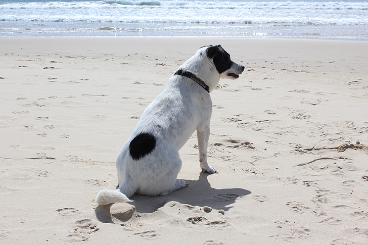 Hund, Strand, Sonne, Haustier, Meer, Urlaub, Tier